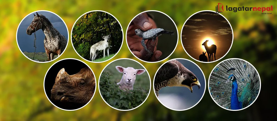 आज विश्व वन्यजन्तु दिवस मनाइँदै : दश लाख वन्यजन्तु लोप हुने जोखिम