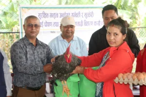 रत्ननगर- १५ का सुत्केरीलाई पौष्टिक आहार : जीउदो कुखुराको भाले र घ्यू