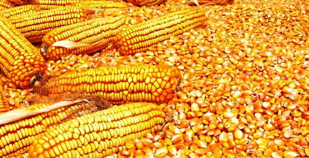 ‘चितवनमा हाइब्रिड’ मकैको बीउ पाउन कठिन