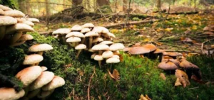 च्याउ खाएर बिरामी भएका एक जनाको मृत्यु