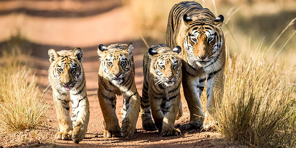 नेपालमा बाघको सङ्ख्या बढ्दा बासस्थानको समस्या