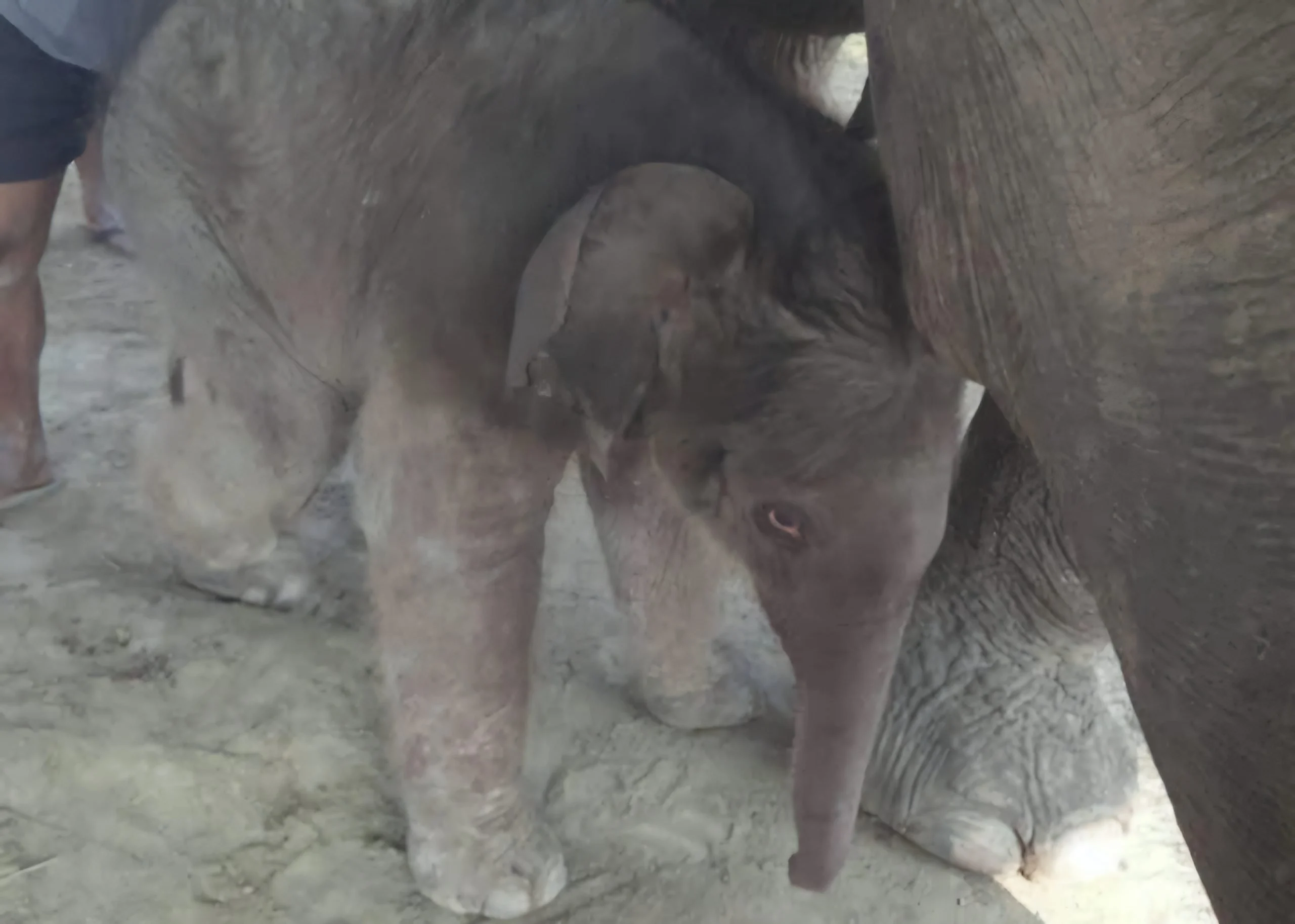 खोरसोर हात्ती प्रजनन केन्द्रमा रिमझिमकलीले पाइन् छावा