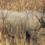 रत्ननगरमा गैंडाको आक्रमणबाट दुईजना घाइते