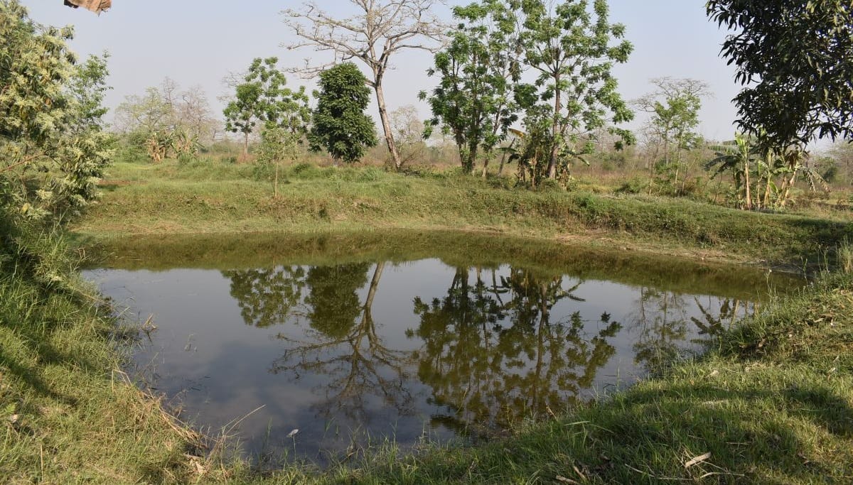 वन्यजन्तुले दुःख दिँदा धान लगाउने खेतमा माछापालन
